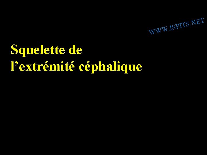 T E N. S SPIT I. W W W Squelette de l’extrémité céphalique 