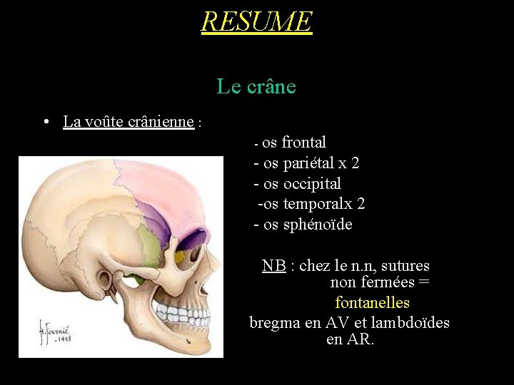 RESUME Le crâne • La voûte crânienne : - os frontal - os pariétal