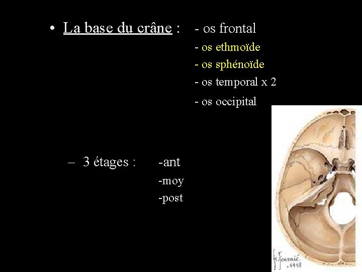  • La base du crâne : - os frontal - os ethmoïde -