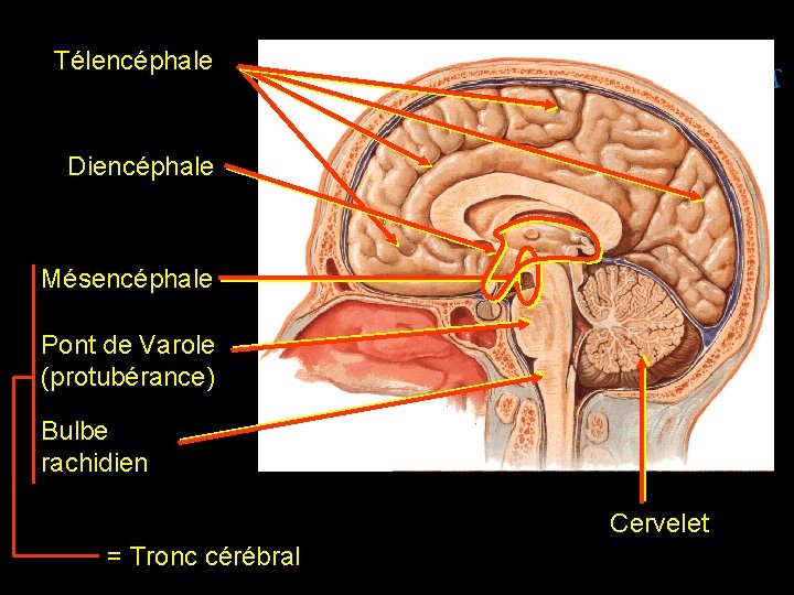 Télencéphale T E N. S SPIT I. W W W Diencéphale Mésencéphale Pont de