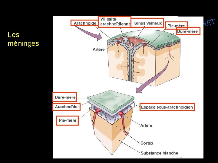 Les méninges W T E N. S SPIT I. W W 