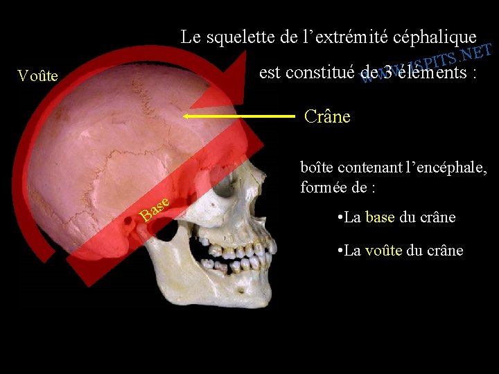 Le squelette de l’extrémité céphalique T E N. S IT P S I. W