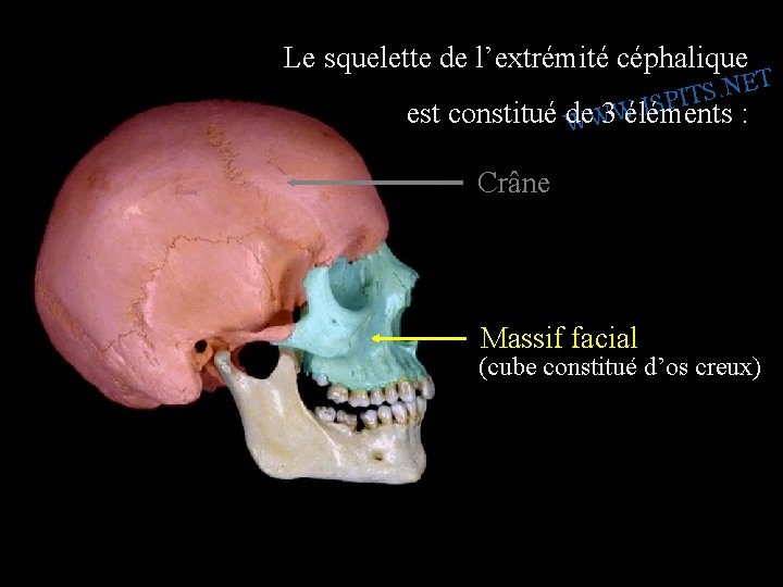 Le squelette de l’extrémité céphalique T E N. S IT P S I. W