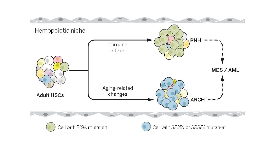 Stem cells and healthy aging Research into stem