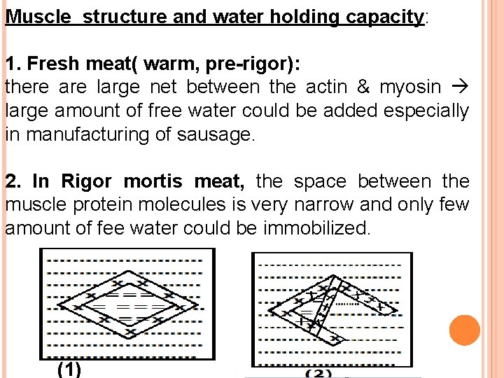 Muscle structure and water holding capacity: 1. Fresh meat( warm, pre-rigor): there are large