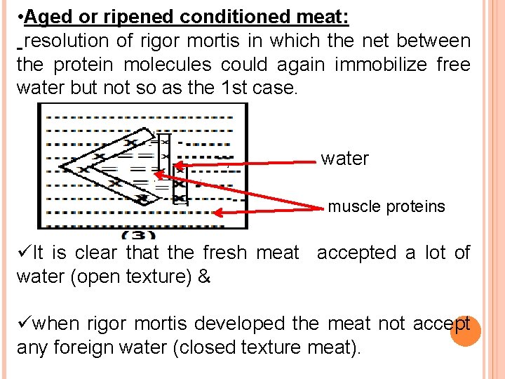  • Aged or ripened conditioned meat: resolution of rigor mortis in which the