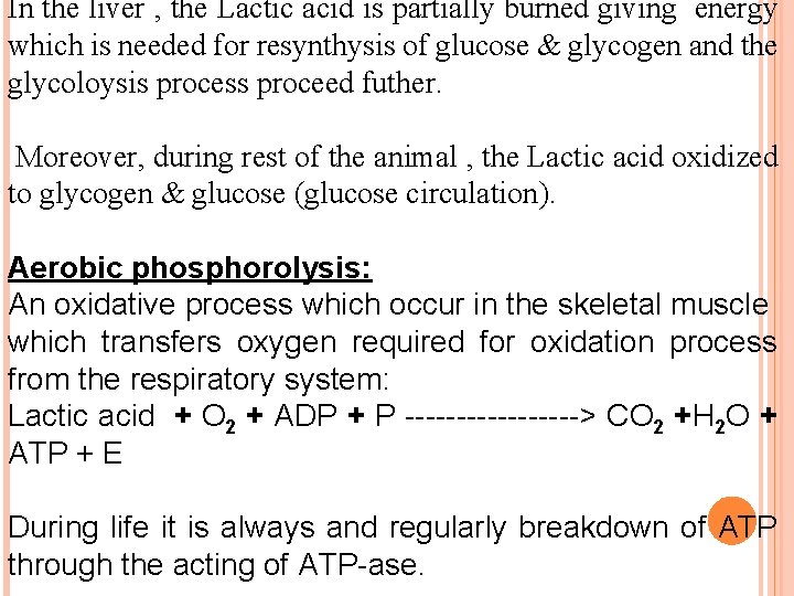 In the liver , the Lactic acid is partially burned giving energy which is