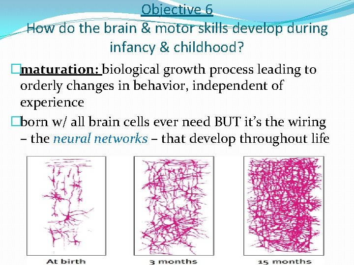 Objective 6 How do the brain & motor skills develop during infancy & childhood?