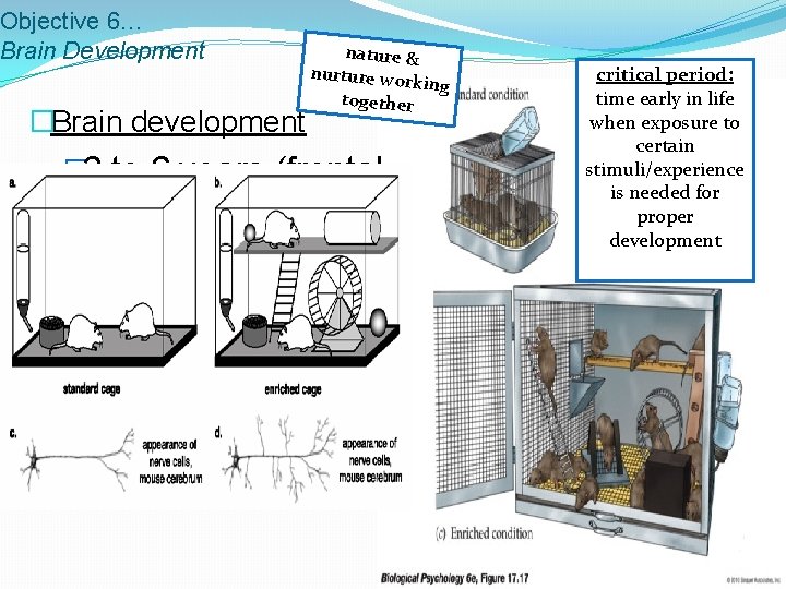 Objective 6… Brain Development �Brain development nature & nurture wor king together � 3