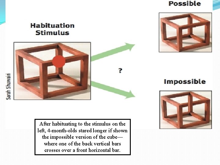 After habituating to the stimulus on the left, 4 -month-olds stared longer if shown