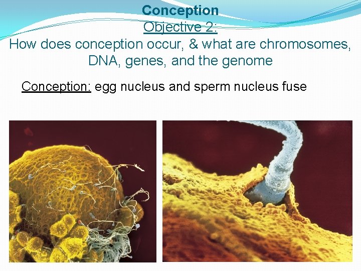 Conception Objective 2: How does conception occur, & what are chromosomes, DNA, genes, and