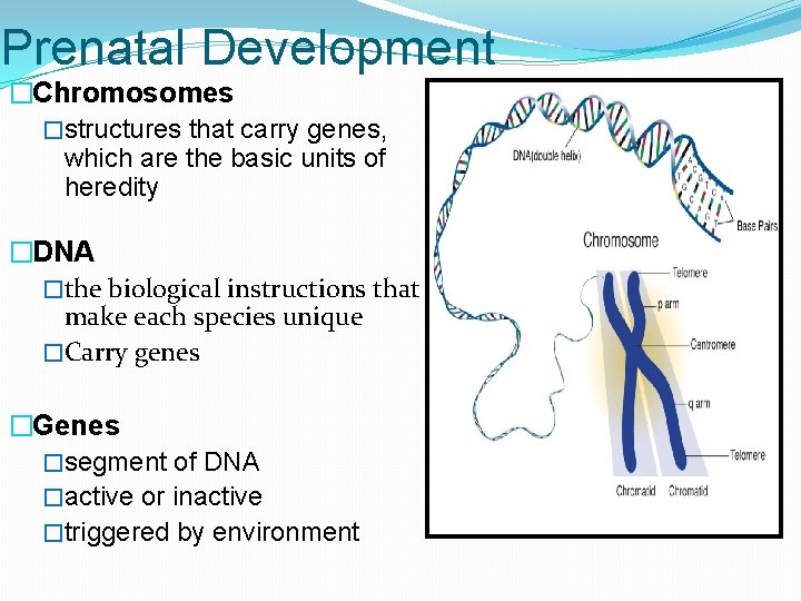 Prenatal Development �Chromosomes �structures that carry genes, which are the basic units of heredity