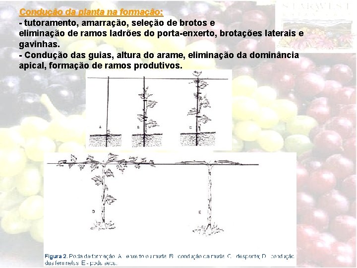 Condução da planta na formação: - tutoramento, amarração, seleção de brotos e eliminação de