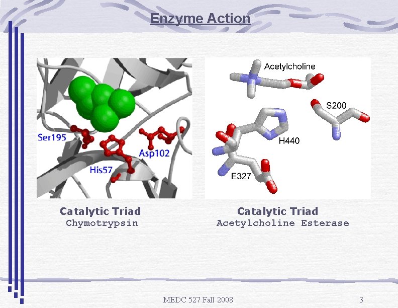 Enzyme Action Catalytic Triad Chymotrypsin Catalytic Triad Acetylcholine Esterase MEDC 527 Fall 2008 3