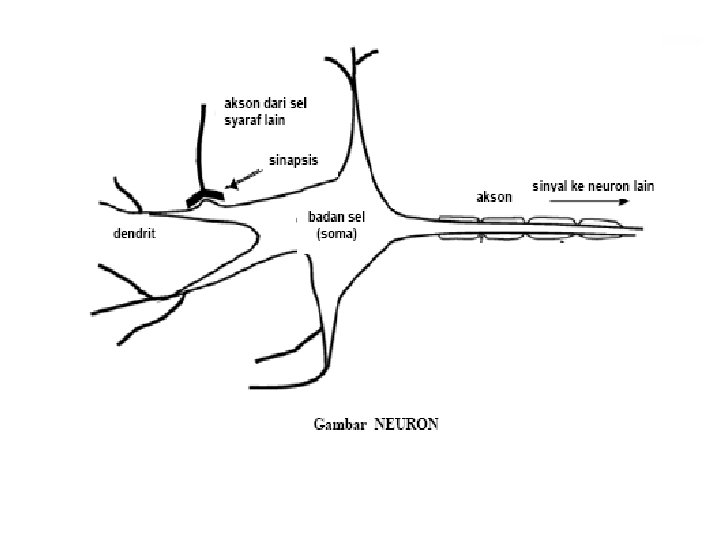 Pengantar Jaringan Syaraf Tiruan Jst Jaringan Syaraf Biologis