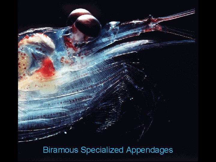 The Cambrian Explosion The Phylum Arthropoda The most