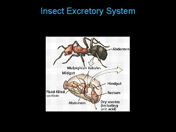 Secrete Insect The Cambrian Explosion The Phylum Arthropoda The most