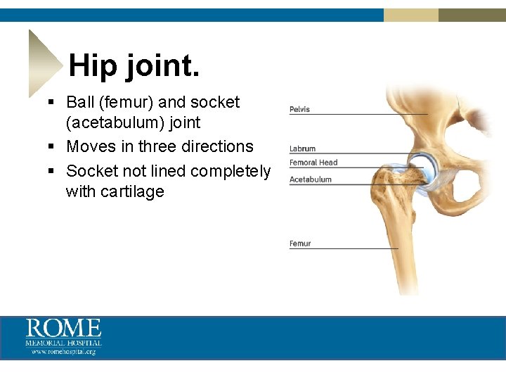 Hip joint. § Ball (femur) and socket (acetabulum) joint § Moves in three directions