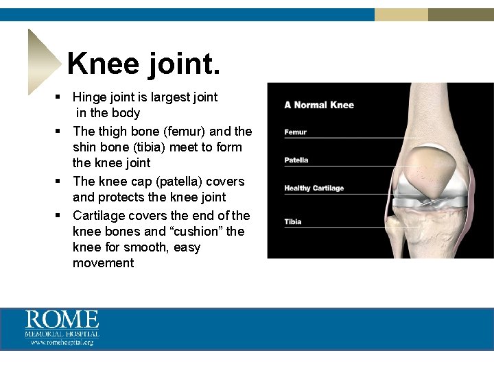 Knee joint. § Hinge joint is largest joint in the body § The thigh