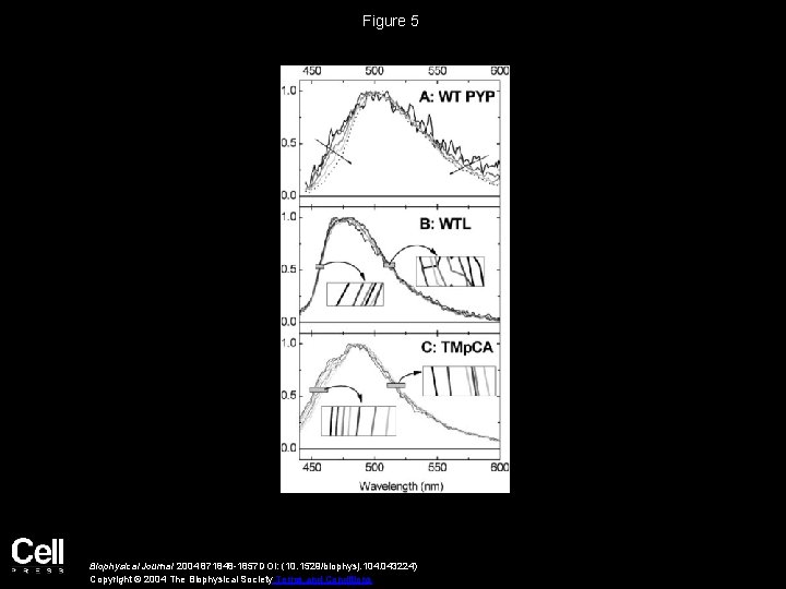Figure 5 Biophysical Journal 2004 871848 -1857 DOI: (10. 1529/biophysj. 104. 043224) Copyright ©