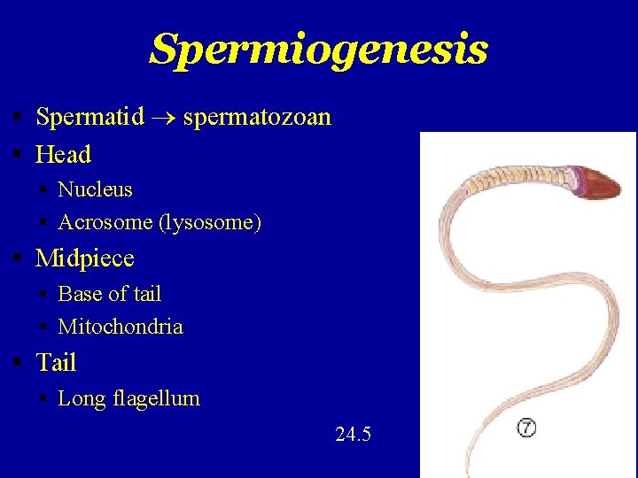 Spermiogenesis Spermatid spermatozoan Head Nucleus Acrosome (lysosome) Midpiece Base of tail Mitochondria Tail Long