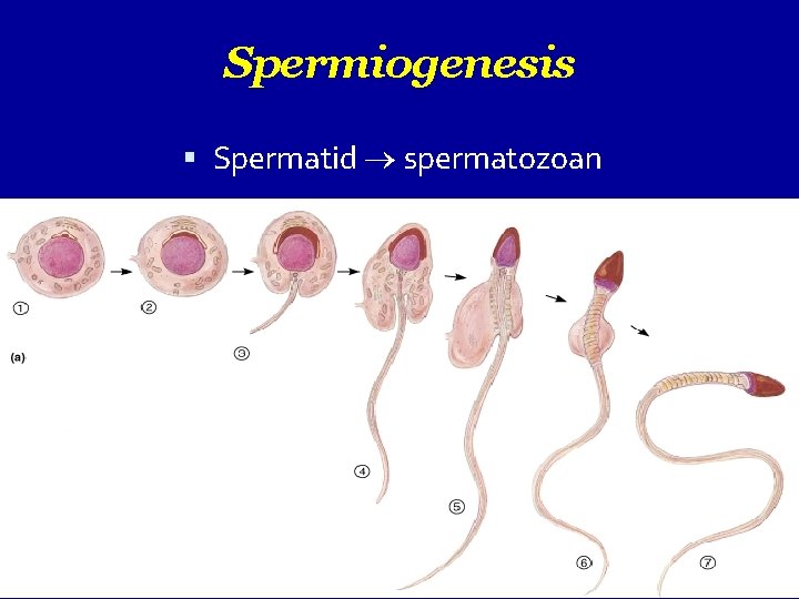 Spermiogenesis Spermatid spermatozoan 24. 5 