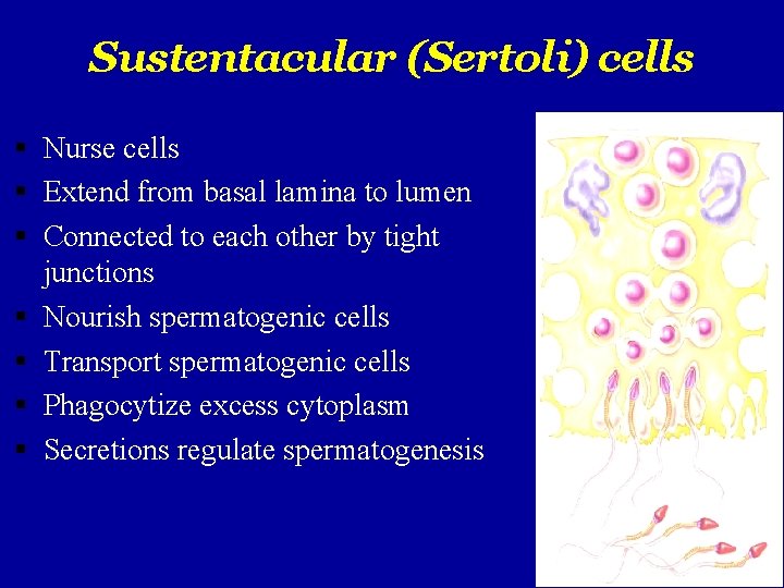 Sustentacular (Sertoli) cells Nurse cells Extend from basal lamina to lumen Connected to each
