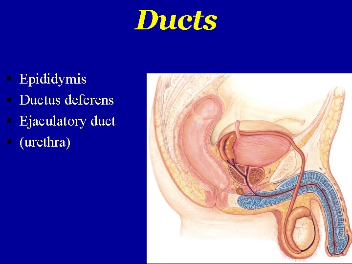 Ducts Epididymis Ductus deferens Ejaculatory duct (urethra) 24. 1 