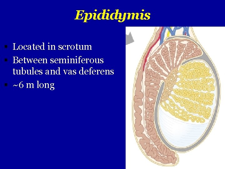 Epididymis Located in scrotum Between seminiferous tubules and vas deferens ~6 m long 