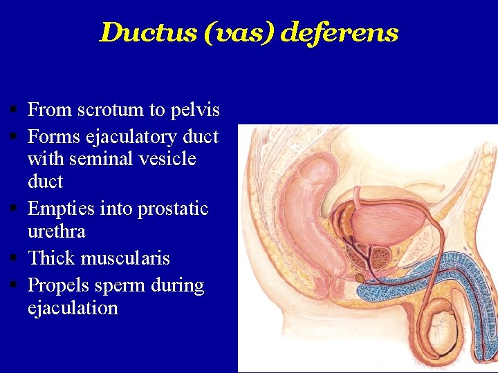 Ductus (vas) deferens From scrotum to pelvis Forms ejaculatory duct with seminal vesicle duct