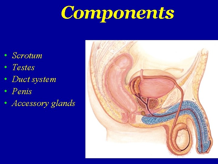 Components • • • Scrotum Testes Duct system Penis Accessory glands 