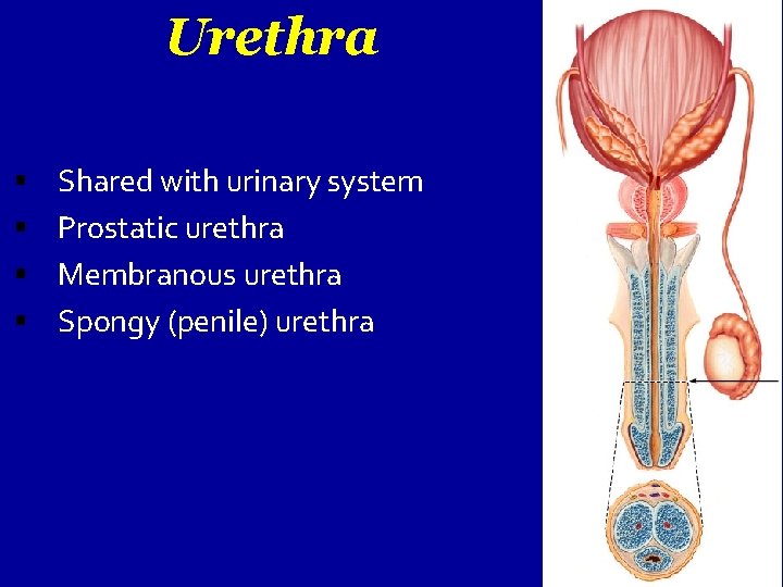 Urethra Shared with urinary system Prostatic urethra Membranous urethra Spongy (penile) urethra 