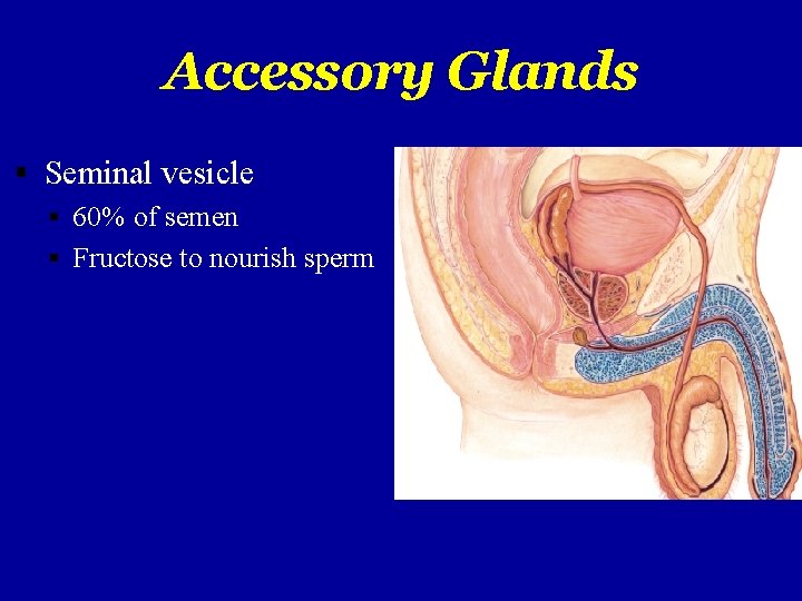 Accessory Glands Seminal vesicle 60% of semen Fructose to nourish sperm 