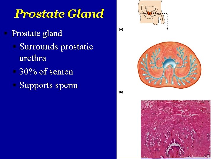 Prostate Gland Prostate gland Surrounds prostatic urethra 30% of semen Supports sperm 