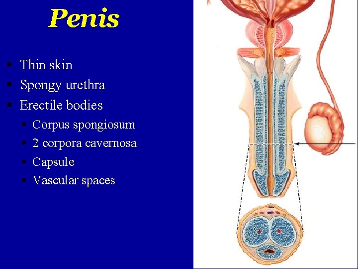 Penis Thin skin Spongy urethra Erectile bodies Corpus spongiosum 2 corpora cavernosa Capsule Vascular