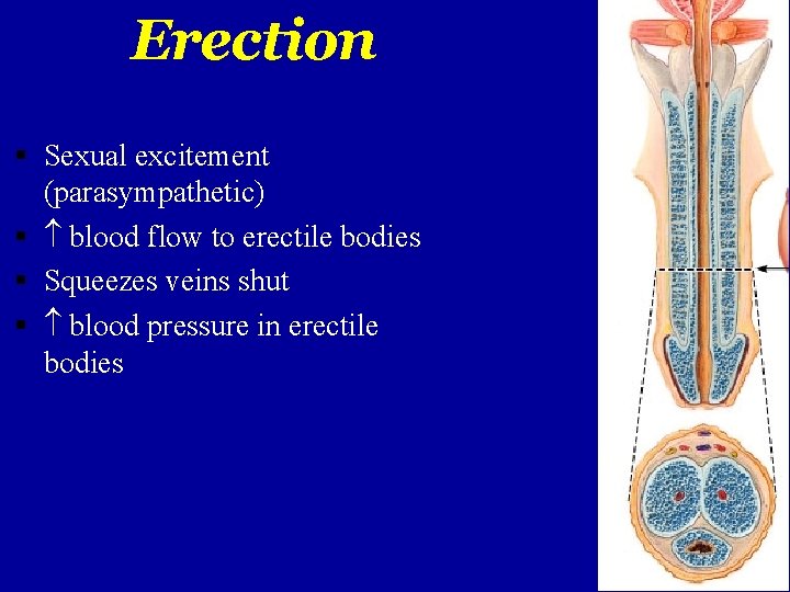 Erection Sexual excitement (parasympathetic) blood flow to erectile bodies Squeezes veins shut blood pressure