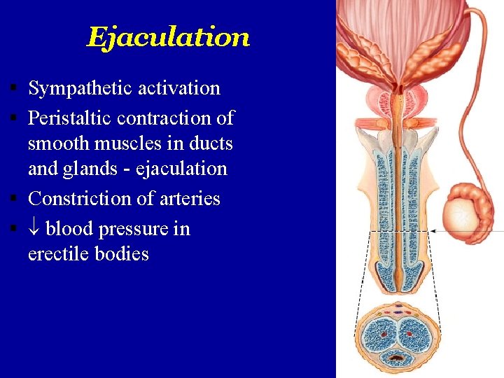 Ejaculation Sympathetic activation Peristaltic contraction of smooth muscles in ducts and glands - ejaculation