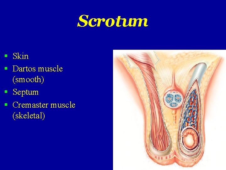 Scrotum Skin Dartos muscle (smooth) Septum Cremaster muscle (skeletal) 