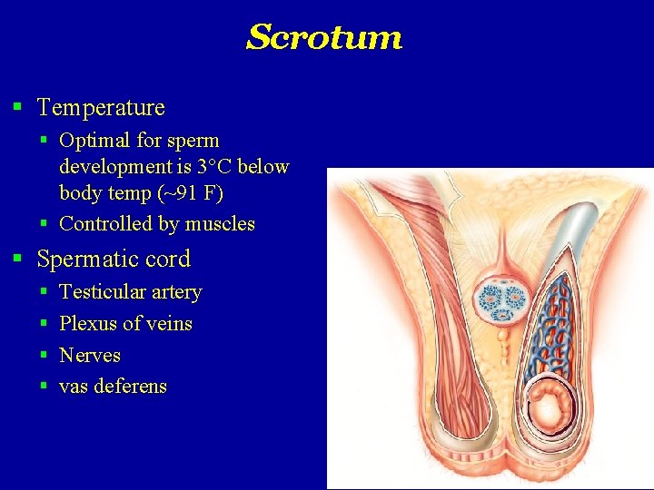 Scrotum Temperature Optimal for sperm development is 3°C below body temp (~91 F) Controlled