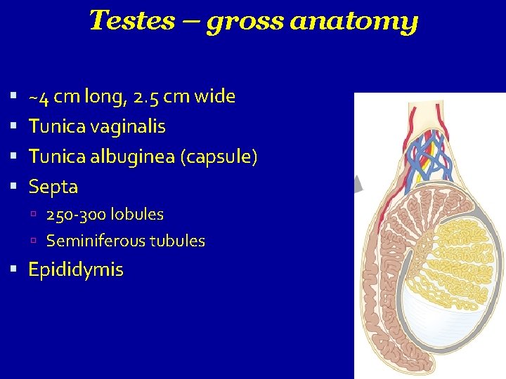 Testes – gross anatomy ~4 cm long, 2. 5 cm wide Tunica vaginalis Tunica