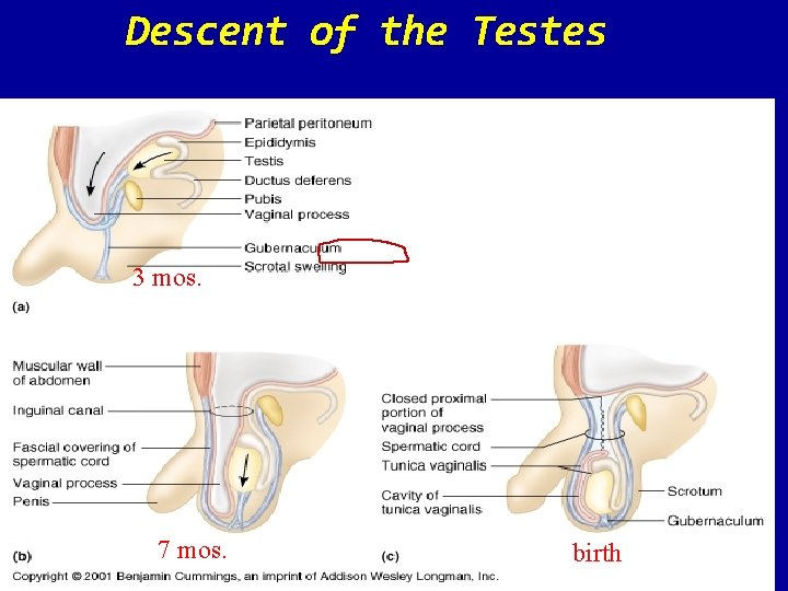 Descent of the Testes 3 mos. 7 mos. birth 