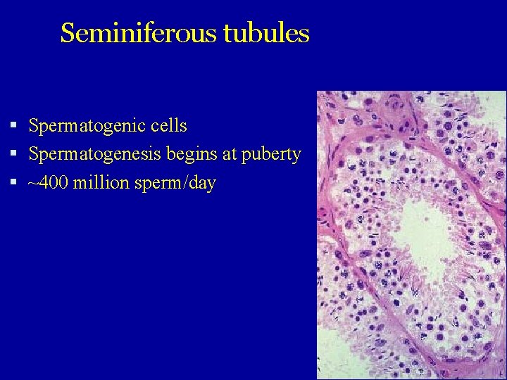 Seminiferous tubules Spermatogenic cells Spermatogenesis begins at puberty ~400 million sperm/day 