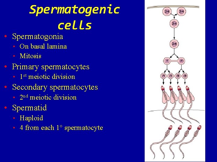 Spermatogenic cells • Spermatogonia • On basal lamina • Mitosis • Primary spermatocytes •