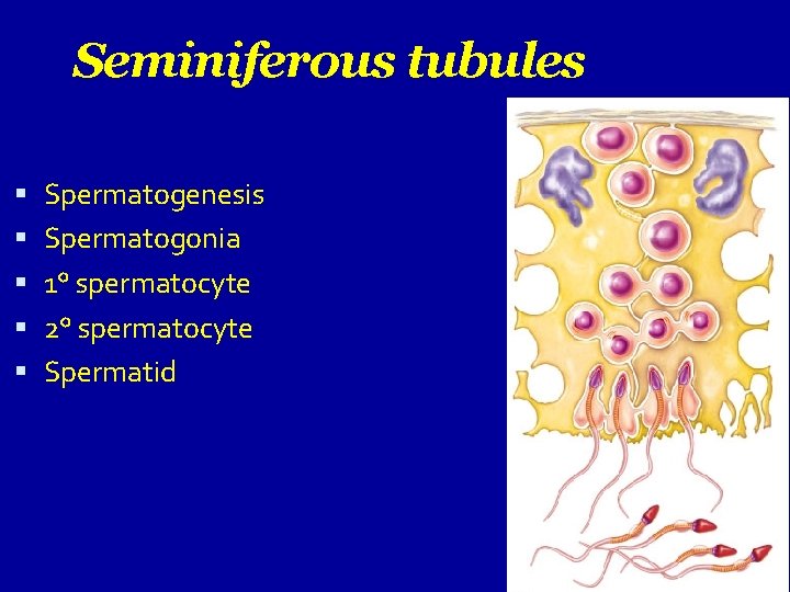 Seminiferous tubules Spermatogenesis Spermatogonia 1° spermatocyte 2° spermatocyte Spermatid 