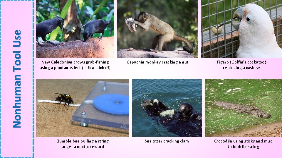 Nonhuman Tool Use New Caledonian crows grub-fishing using a pandanus leaf (L) & a