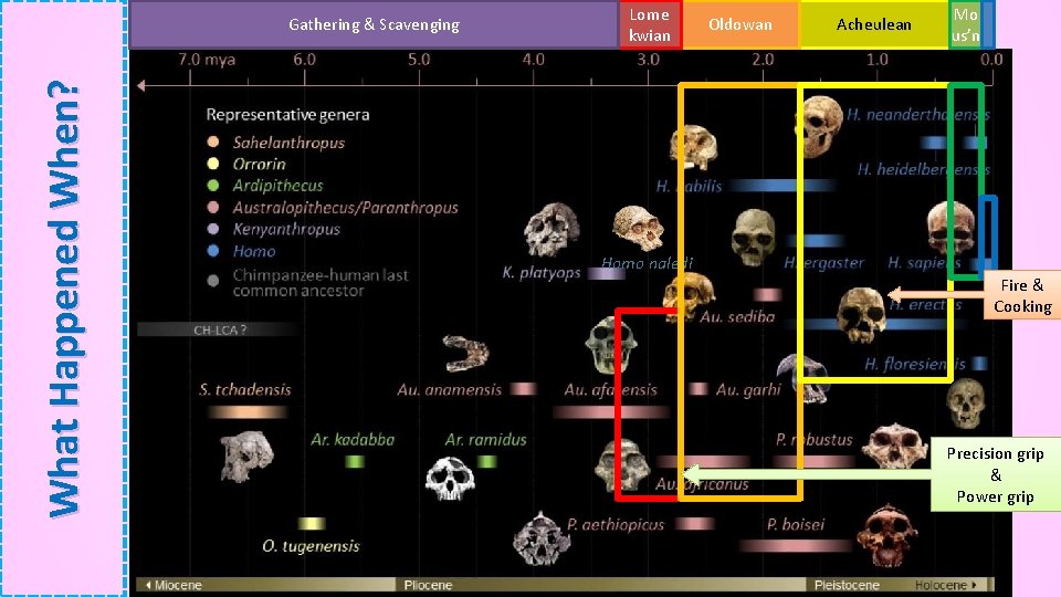 What Happened When? Gathering & Scavenging Lome kwian Homo naledi Oldowan Acheulean Mo us’n