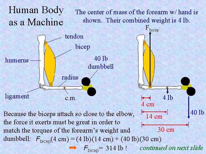 Human Body as a Machine The center of mass of the forearm w/ hand