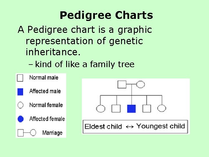 Pedigree Charts A Pedigree chart is a graphic representation of genetic inheritance. – kind Pedigree Charts A Pedigree chart is a graphic representation of genetic inheritance. – kind
