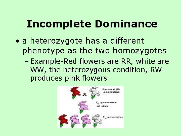 Incomplete Dominance • a heterozygote has a different phenotype as the two homozygotes – Incomplete Dominance • a heterozygote has a different phenotype as the two homozygotes –