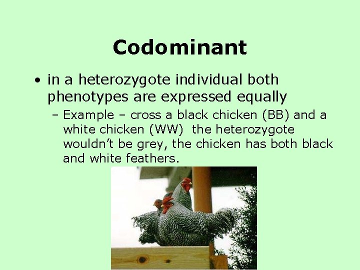 Codominant • in a heterozygote individual both phenotypes are expressed equally – Example – Codominant • in a heterozygote individual both phenotypes are expressed equally – Example –